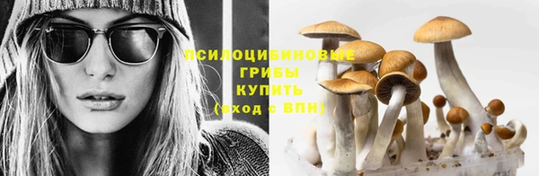 индика Вяземский